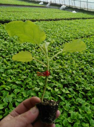 高州嫁接茄子苗育苗厂,化州绿把长茄种苗2026